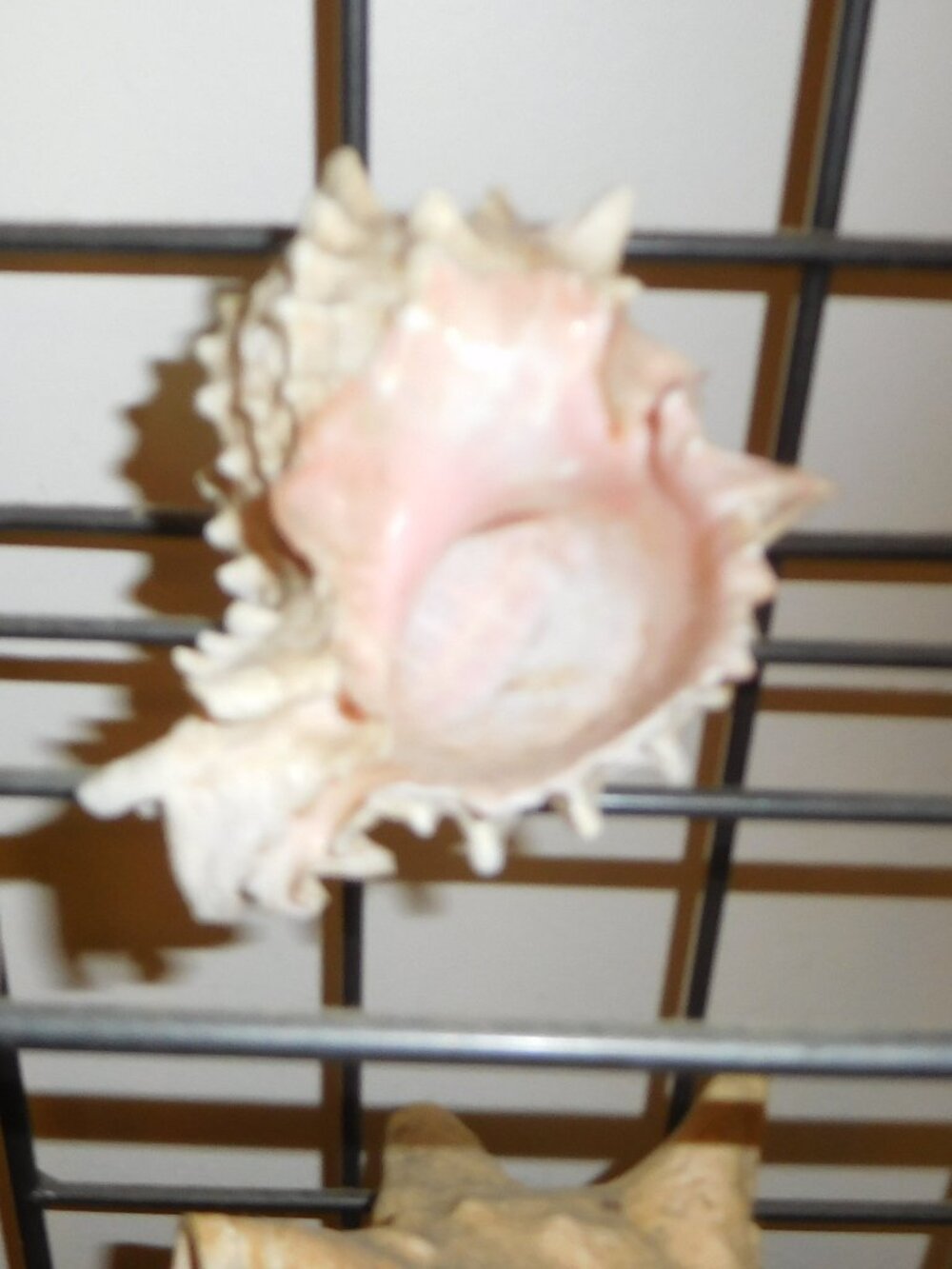 2-Decor Shells - Picture 2 of 4